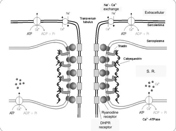 Figure 13: Components of the electromechanical coupling (excitation-contraction- (excitation-contraction-coupling) in the skeletal muscle [59] .