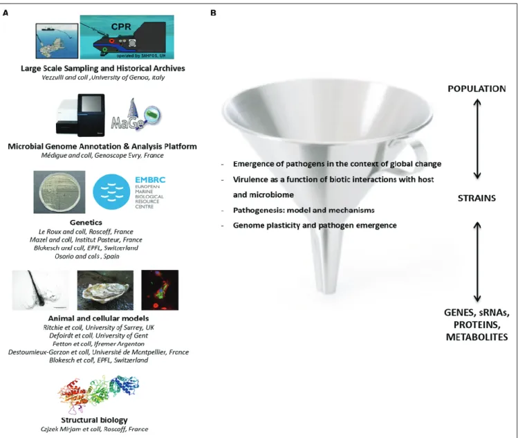 FIGURE 1 | Perspectives of the European Vibrio network. (A) Sharing of common tools and databases