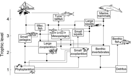 Fig. 3: Pelagic marine food web of an open-sea ecosystem (after Pauly, 1999).