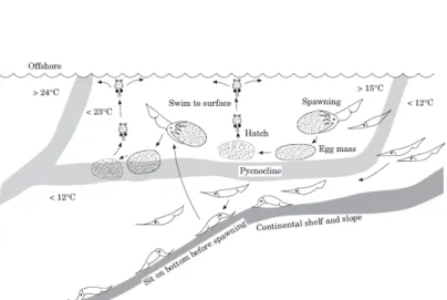 Fig. 7: Reproduction model of Todarodes pacificus , including spawning at the isocline, ascending hatchlings and migration of subadults to deeper waters (Sakurai et al., 2000).
