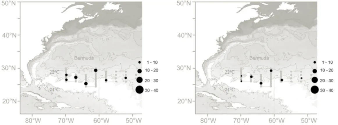 Fig. 24: Onychoteuthis banksii (left) and Onykia carriboea (right). Geographical distribution according PMT catches with dot size representing range of absolute number of individuals collected.