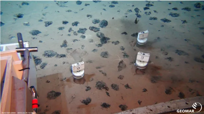 Abb. 2 Mit Hilfe des ROV werden Sedimentproben zwischen den Manganknollen gesammelt. Zu  sehen ist auch ein Schlangenstern