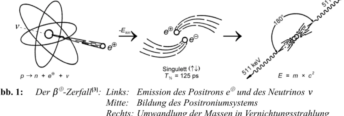 Abb. 1:  Der $ ¾ -Zerfall [3] : Links: Emission des Positrons e ¾  und des Neutrinos &lt;