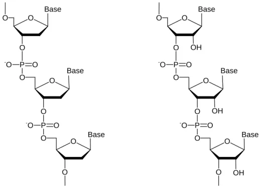 Abb. 1.1: Schematische Darstellung eines kurzen Stückes aus der DNA (links) bzw. RNA        (rechts) 