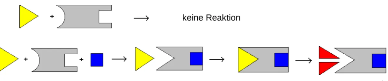 Abb. 1.4: Schematische Darstellung der allosterischen Aktivierung; oben: Reaktion ohne      Aktivator, unten: mit Aktivator