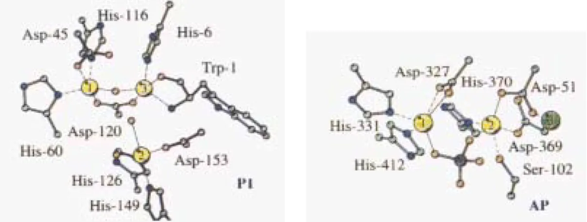 Abb. 1.5: Aktives Zentrum der Nuclease P1 (links)  [9,10]  und der alkalischen Phosphatase  [8,9]