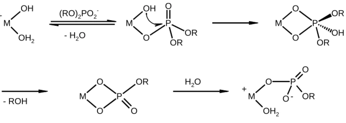 Abb. 1.6: Mechanismus der Phosphodiesterhydrolyse an einkernigen Metallkomplexen 