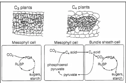 Abb. 13: Querschnitte durch Blätter von C 3 - und C 4 -Pflanzen mit schematischer Darstellung der relevan- relevan-ten Schritte bei den unterschiedlichen Photosynthesewegen 4
