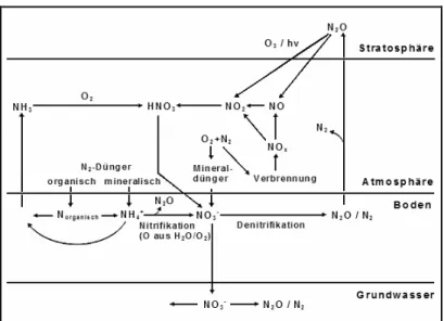 Abb. 16: Stickstoffkreislauf der wichtigsten N-Verbindungen zwischen Atmosphäre, Boden und Grund- Grund-wasser 8