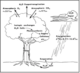 Abb. 17: Schematische Darstellung der verschiedenen, natürlichen Faktoren, die auf das Sauerstoffisoto- Sauerstoffisoto-penverhältnis der Pflanzen Einfluss nehmen 9