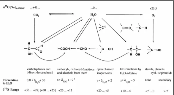 Abb. 21: Zusammenhang zwischen den primären Sauerstoffquellen und den δδδδ 18 O-Werten   organischer Komponenten und funktionellen Gruppen 12