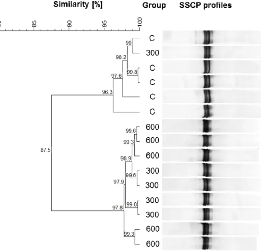 Figure  1:  Dendrogram  for  the  results  of  SSCP  analysis  of  the  community  of  archaea  from  treatments  C,  300  and  600