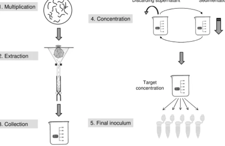 Fig. 2.1:   Preparation of nematodes for inoculation; (1) multiplication on Malt  Extract Agar plates on Botrytis cinerea, (2) Baermann extraction and (3)  collection of nematodes from culture plates, (4) repetitive concentration  of nematodes suspension u
