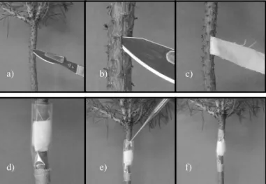Fig. 2.3:  Technique used to inoculate Bursaphelenchus xylophilus suspension in  three - four year old Pinus sylvestris saplings; a) – b) Cutting an I shaped  slit in the previous year shoot, c) inserting a cotton stripe, d) enclosing  the cotton, e) trans