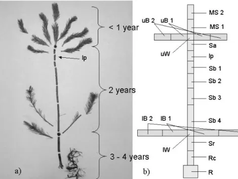 Fig. 2.5 a-b:   a) Morphological parts of three to four year old Pinus sylvestris saplings  and site of nematode inoculation; b) Basic segmentation consisting of 17  segments according to morphological parts of the sapling ; MS 1 +2  (main shoot), uB 1+2 (