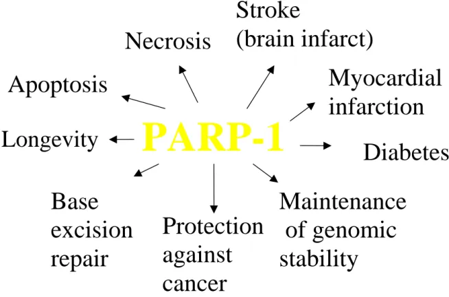 Fig. 3.  Involvement of PARP-1 in diverse biological processes. PARP-1 seems to be involved in a variety of important physiological and pathological processes, such as DNA base-excision repair, maintenance of genomic stability of cells under genotoxic stre