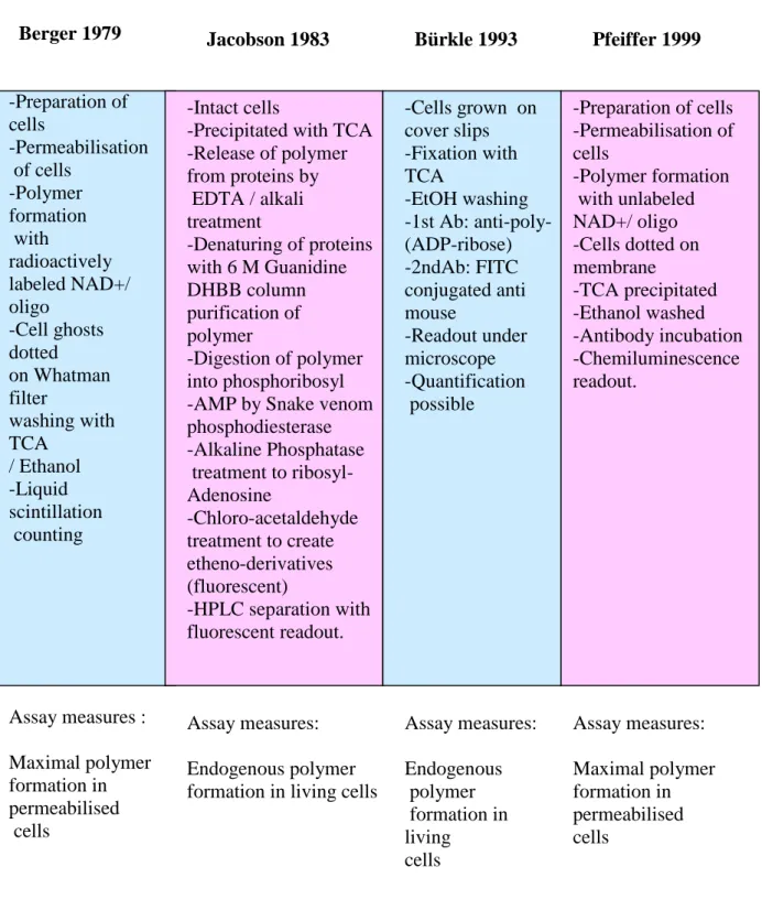 Fig. 8. Scheme summarising available assays to detect and quantify poly(ADP-ribose)  Berger 1979-Preparation ofcells-Permeabilisation of cells-Polymerformation withradioactivelylabeled NAD+/oligo-Cell ghostsdottedon Whatmanfilterwashing withTCA/ Ethanol-Li