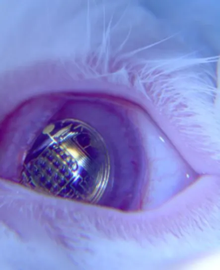 Abbildung 7: Prototyp eines Kontaktlinsen-Displays der Universität Washington,   hier beim Verträglichkeitstest in einem Hasenauge