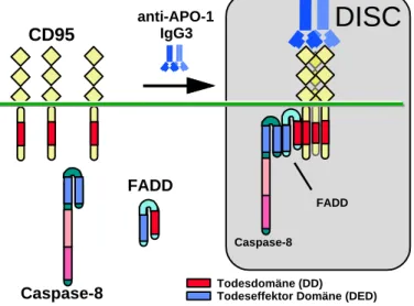 Abbildung 1.03b: Schematische Darstellung der CD95 DISC Bildung. Der  agonistische anti-APO-1 Antikörper (IgG3) ist in der Lage, den CD95 Rezeptor zu oligomerisieren