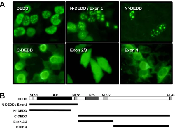Abbildung 3.02a: Identifizierung eines dritten NLS in DEDD.  (A) Lokalisation verschiedener Domänen von DEDD in transient  transfizierten 293T Zellen
