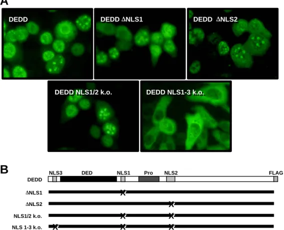 Abbildung 3.02b: Einfluß der NLS von DEDD auf dessen Lokalisation.  (A) Lokalisation verschiedener Mutanten in transient  transfizierten 293T Zellen