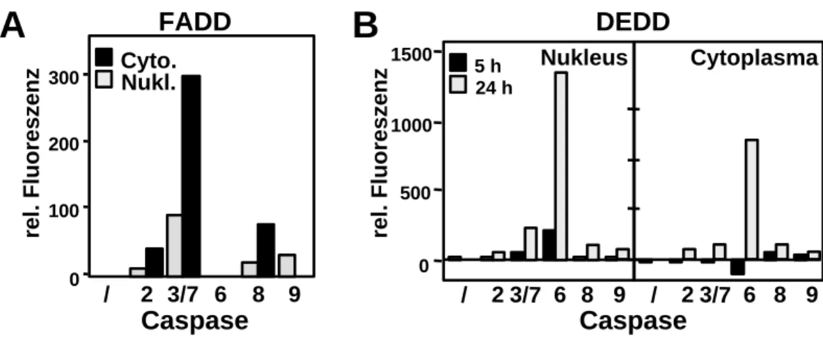 Abbildung 3.05a:  DEDD aktiviert Caspase-6 im Nukleus.  (A),  (B)  Caspasen-Aktivität im  Cytosol und der nuklearen Fraktion von mit FADD (A)  bzw