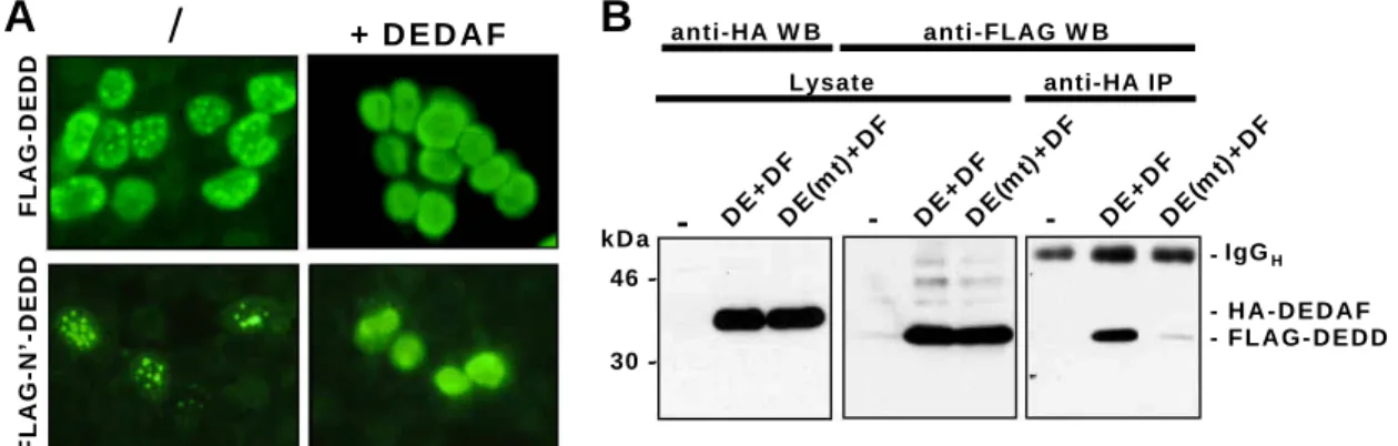 Abbildung 3.06a: DEDD  interagiert über seine DED mit DEDAF. (A)  FLAG-markiertes DEDD bzw