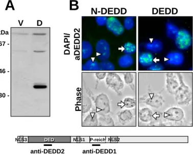Abbildung 3.07a:  Der  polyklonale Antikörper anti-DEDD2 erkennt transfiziertes und  endogenes DEDD