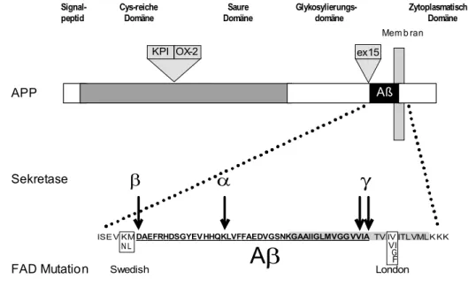 Abb. 3.3.1. Schematische Darstellung der Domänenstruktur von APP 695  und Aββββ. APP  ist ein Typ I Transmembranprotein mit einem 47 AS langen zytoplasmatischen Teil und  einer großen Ektodomäne
