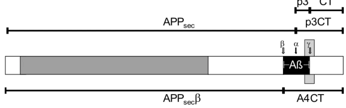 Abb. 3.3.2. Bezeichnung der APP Fragmente. APP wird durch konsekutive Proteolyse  verschiedener Sekretasen in definierte Fragmente geteilt (vgl