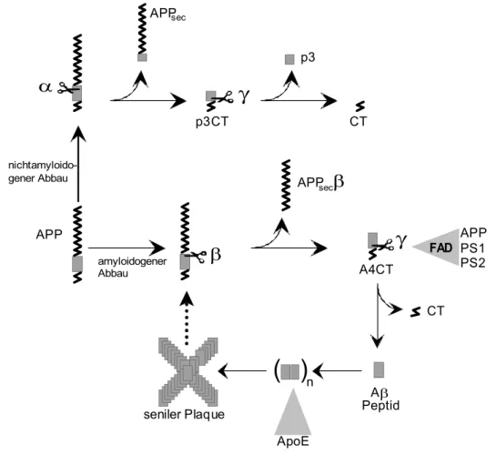 Abb. 3.3.3. Schematische Darstellung der Amyloidhypothese. Beim nicht- nicht-amyloidogenen Abbau von APP schließt der Schnitt durch die α-Sekretase die Entstehung  von Aβ aus und es werden APP sec β, p3CT und p3 gebildet