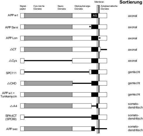 Abb. 3.6.1. Schematische Darstellung der Sortierung von APP Mutanten in hippo- hippo-kampalen Neuronen (nach Tienari et al., 1996)