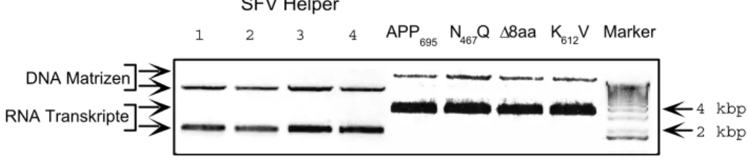 Abb. 4.1.1. RNA Transkripte aus der in vitro Transkription. Die Transkripte der APP  Mutanten und pSFV-helper DNA wurden auf einem 0,6% TBE Agarosegel analysiert
