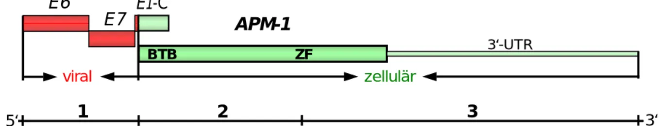 Abbildung 1: Struktur der viral-zellulären Fusionstranskripte in ME180-Zellen 