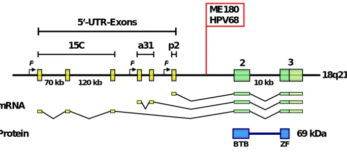 Abbildung 2: APM-1 : Genstruktur, mRNAs und Protein 
