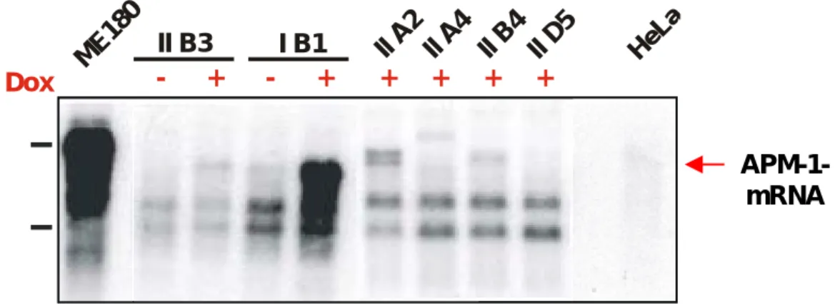 Abbildung 1: Northern-Analyse Hygromycin-resistenter HeLa Tet-On Klone 