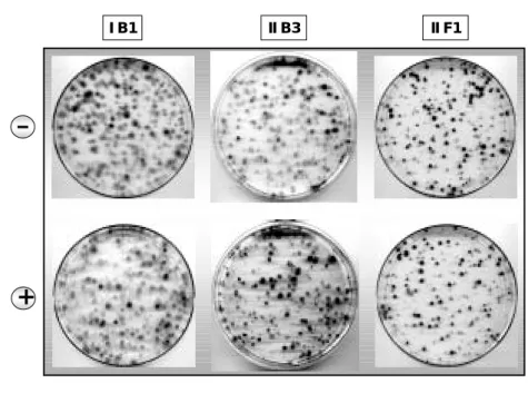 Abbildung 2: „Colony Formation Assay“ mit induzierten und nicht-induzierten HeLa Tet-On    Zellklonen 