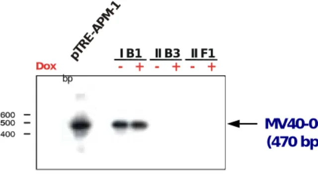 Abbildung 3: RT-PCR-Analyse Hygromycin-resistenter HeLa Tet-On Klone 