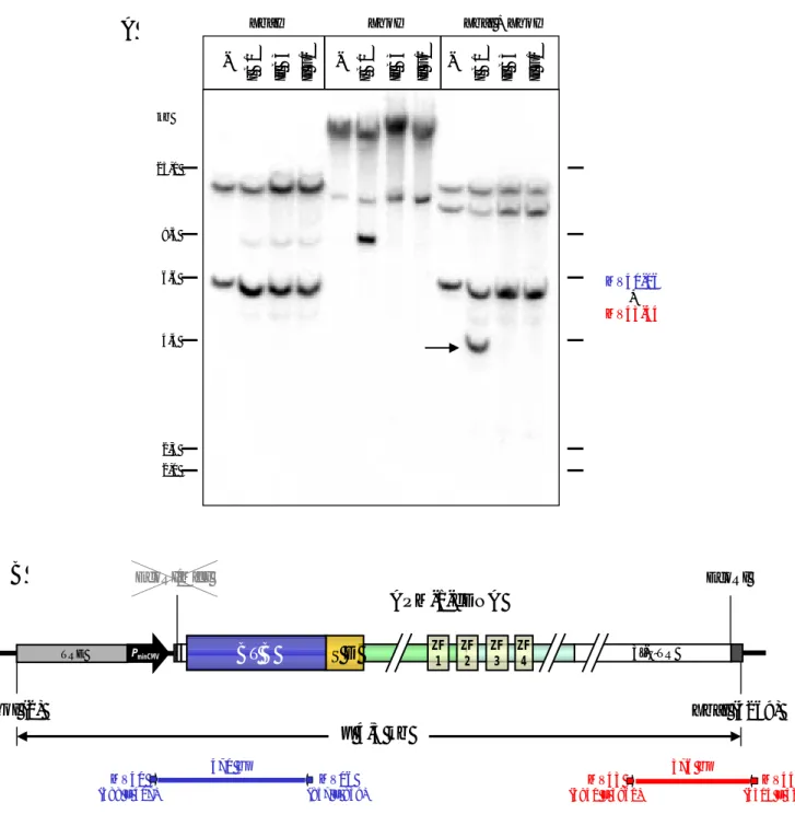 Abbildung 4: Southern-Blot-Hybridisierung mit vergleichender Analyse von HeLa-DNA mit  DNA Hygromycin-resistenter HeLa Tet-On Klone  