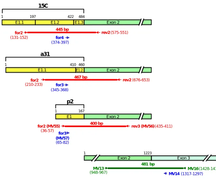 Abbildung 4: RT-PCR-Analyse der APM-1 -Genexpression: cDNA-Strukturen, PCR-Produkte  und Oligonucleotid-Positionen  