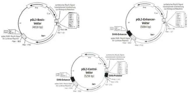 Abbildung 1: Zirkuläre Plasmidkarten der Luciferase-Reportervektoren pGL3-Basic,  pGL3-Enhancer und pGL3-Control 