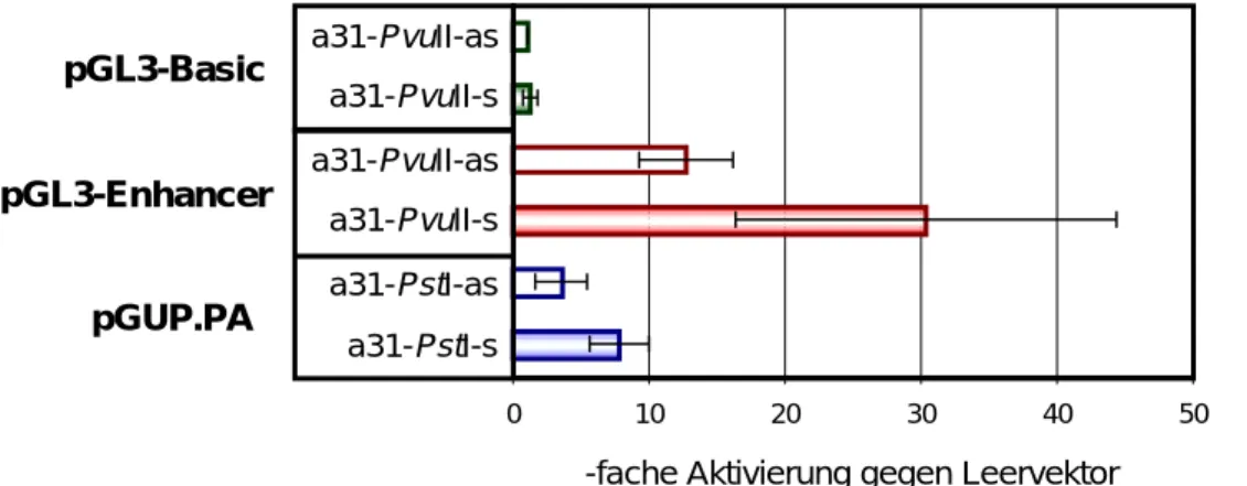 Abbildung 4: Promotor-/Enhancer-Aktivität der a31-PvuII- und -PstI-Fragmente in HeLa-   Zellen 