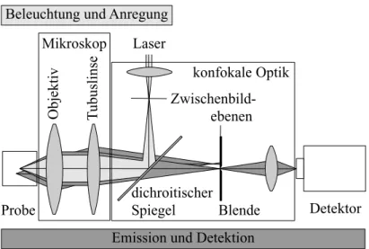 Abbildung 3.1: Das konfokale Prinzip am Beispiel der Fluoreszenzanr egung und -detektion