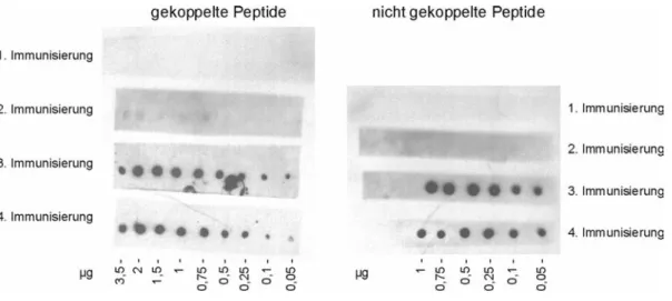 Abb. 4.26 Nachweis der Reaktivität eines peptidspezifischen Antikörpers mit dem zugrundeliegenden Peptid.