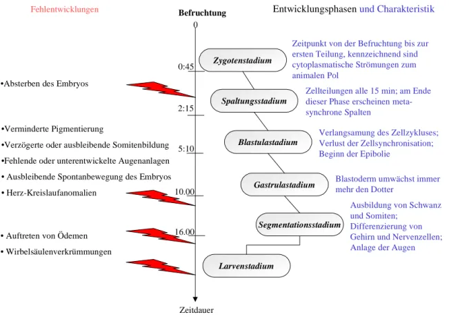 Abbildung 2.9: Stadien der Embryonalentwicklung des Zebrabärblings (Danio rerio). Jede Phase ist durch die wichtigsten Entwicklungsschritte charakterisiert