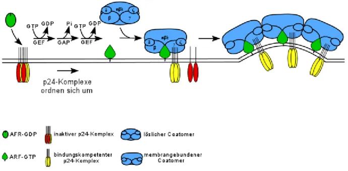 Abb. 18: Modell zur Bildung von COPI Vesikeln. ARF1 ist im Vesikel in seiner GTP-Form an der Membran verankert