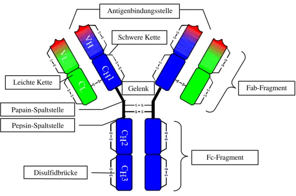 Abbildung 1: Schematische Darstellung eines IgG Antikörpers