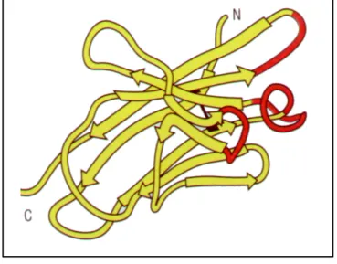 Abbildung  2:  Schematische Darstellung der variablen Region einer Antikörperkette. Die hypervariablen Regionen sind rot dargestellt