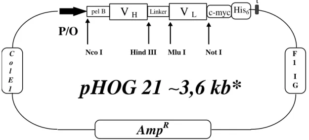 Abbildung 3: Schematische Vektorkarte von pHOG 20 und 21. Die Vektoren basieren auf dem Plasmid pBR322+