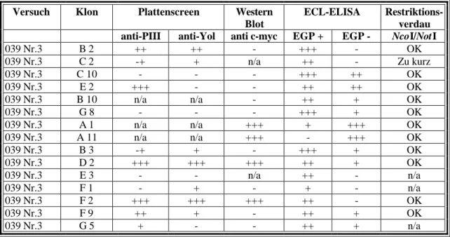 Tabelle 1: Übersicht über die Ergebnisse des Screenings gegen EGP 2. Beim Plattenscreen wurden die Klone zum einen mit einem monoklonalen Antikörper gegen pIII (1:8000) und zum anderen mit einem gegen das Yol Epitop im scFv gerichteten ersten Antikörper (1